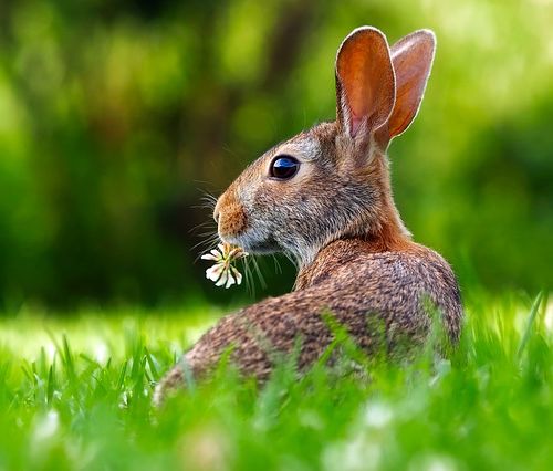 animaux