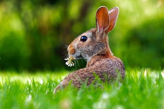 L'animal n'a pas de statut juridique ou l'indifférence du législateur - Avocat à Cannes - Maître Antebi