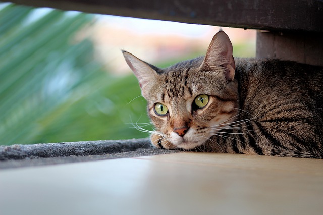 Droit des animaux : L’on est responsable de son animal - Avocat à Cannes - Maître Antebi