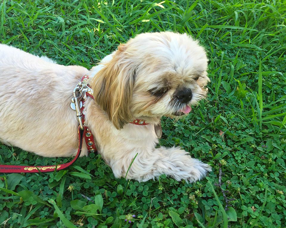 avocat-cannes-maitre-ronit-antebi-8