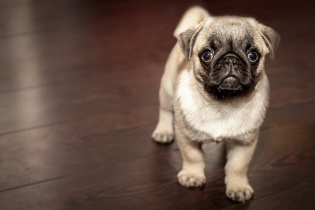 La vente de chiots oblige à la délivrance de trois garanties légales qui sont le fruit d’une amplification consumériste, le but étant de protéger de mieux en mieux l’acquéreur non professionnel.