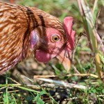 Les mauvais traitements sur animaux & traditions locales - Avocat à Cannes - Maître Antebi