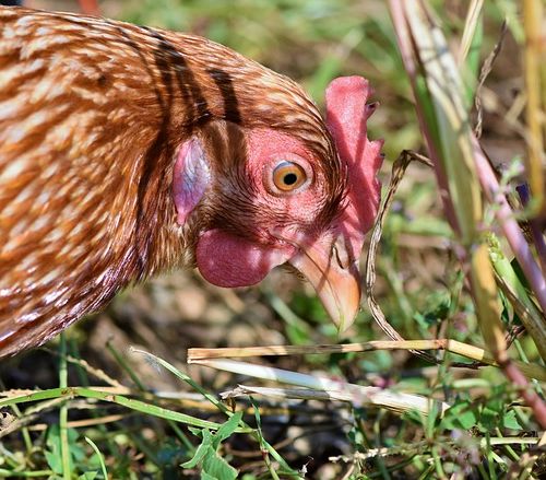 poule