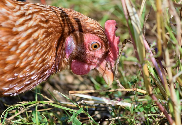 "La poule est un animal anodin et stupide" (sic) - Avocat à Cannes - Maître Antebi