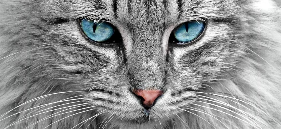 L’état de nécessité et l’animal en danger