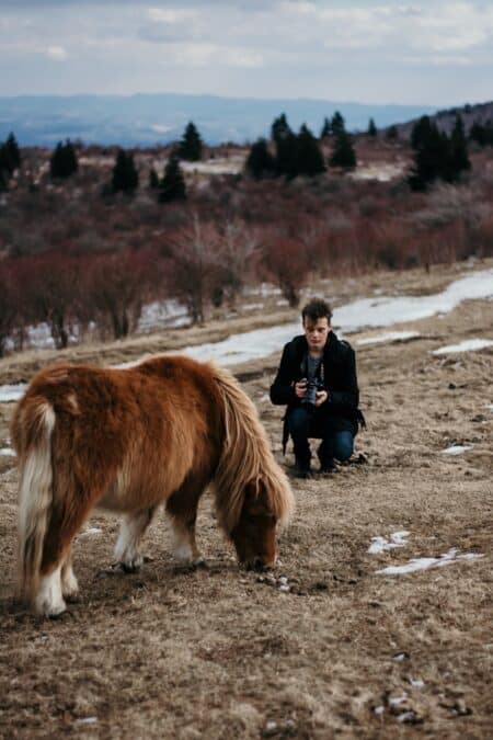 La vente de poney et l’erreur sur les qualités substantielles 