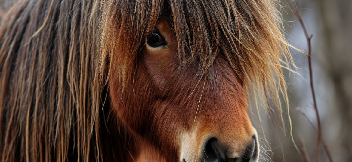 La vente de poney et l’erreur sur les qualités substantielles