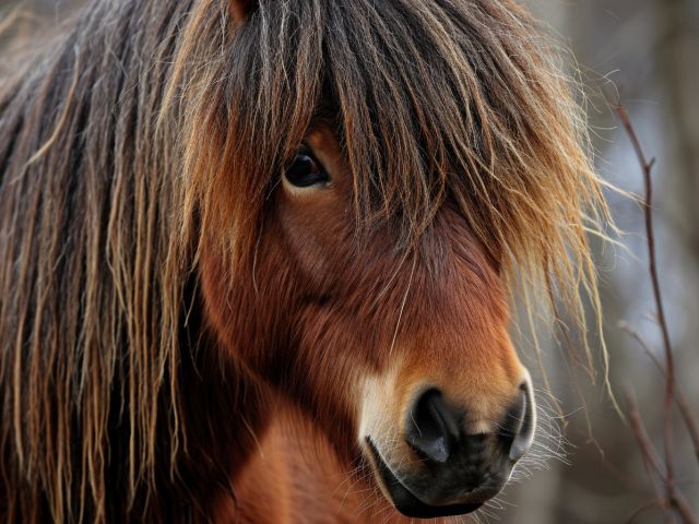 La vente de poney et l’erreur sur les qualités substantielles